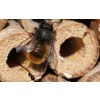 Bienenhotel aus Holz mit Logo graviert