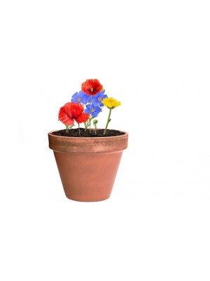 Samen mit wilde Blumen
