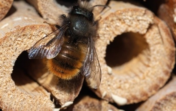 Bienenhotel aus Holz mit Logo graviert
